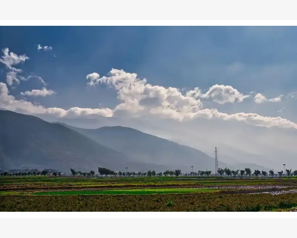 清肺通便：中医是如何通过茶来调理的？